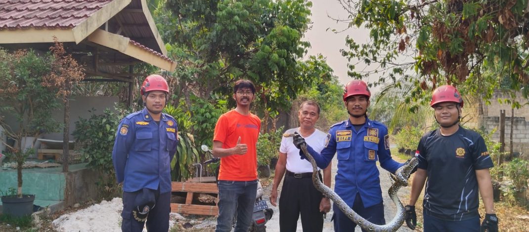 Musim Penghujan, Pemprov Kalsel Imbau Masyarakat Waspada Ular di Sekitar Rumah